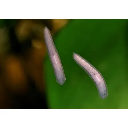 Femanga Wurzel Aktiv 250 ml - preparat na ślimaki w akwarium-1903691