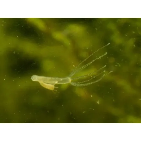 Femanga Wurzel Aktiv 250 ml - preparat na ślimaki w akwarium-1903694