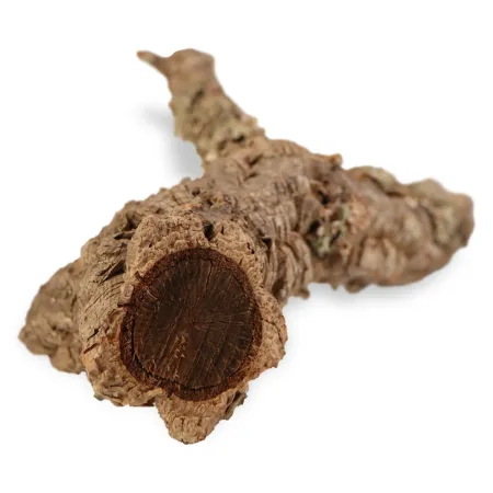 Gałąź z Dębu korkowego 40cm-1905474