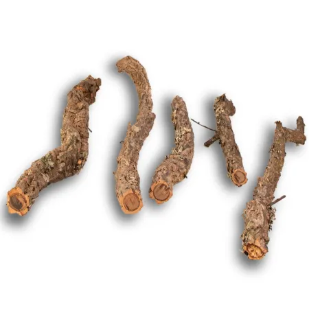 Gałąź z Dębu korkowego 60cm-1905490