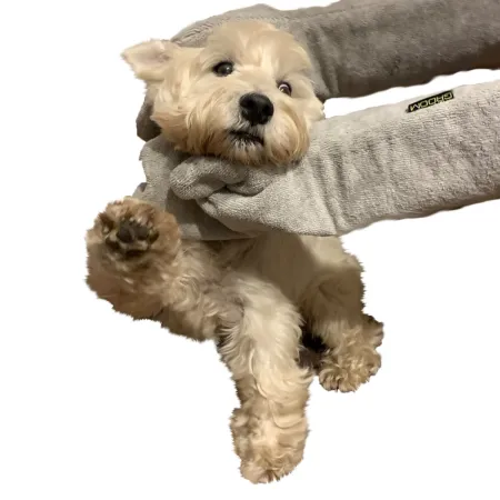 Groom Rub Down Mitts - rękawiczki do suszenia psa-1906603