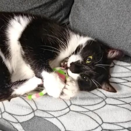 HappyPet Candy Stripe Mice - myszka dla kota-1906899