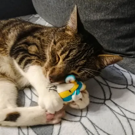 HappyPet Candy Stripe Mice - myszka dla kota-1906901