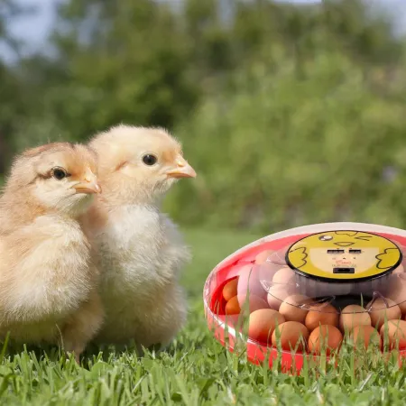 HFM Brüterei Thermo 30 - inkubator z termostatem na 30 jaj-1907280