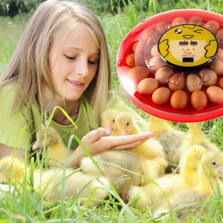 HFM Brüterei Thermo 30 - inkubator z termostatem na 30 jaj-1907285