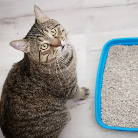 Hilton Cat Litter White Soap 5l - żwirek biały bentonitowy o zapachu mydła-1907370