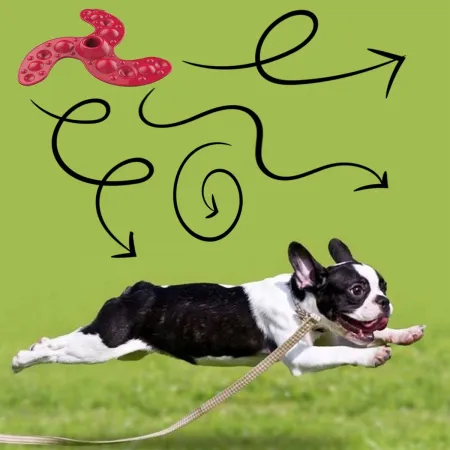 Italy Dogs Fresbee Ninja - latający dysk dla psów-1907811