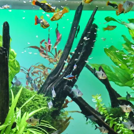 JBL Pronovo Bel Flakes S 100ml - podstawowy pokarm w płatkach dla ryb-1908237