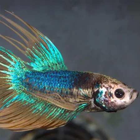 JBL Pronovo Betta Flakes S 20ml - pokarm dla bojowników w płatkach-1908254