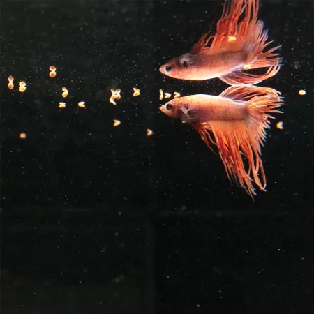 JBL Pronovo Betta Grano S 20ml - pokarm dla bojowników w granulacie-1908260