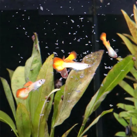 JBL Pronovo Grupy 250ml - pokarm dla gupików i ryb żyworodnych-1908283