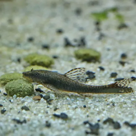 JBL Pronovo Pleco Wafer M 1000ml - pokarm dla glonojadów roślinożernych-1908297