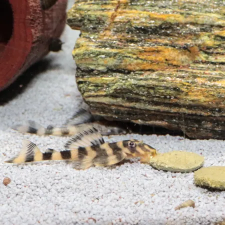 JBL Pronovo Pleco Wafer XL 250ml - pokarm dla glonojadów roślinożernych-1908324