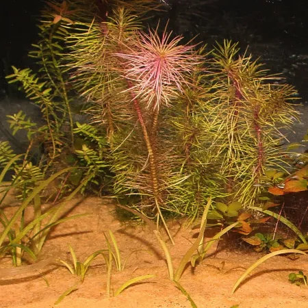 JBL Sansibar Orange 5kg - podłoże drobne-1908423