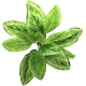 Bello Plant - Chinese Evergreen - roślina XL do obrazów 3D-1901223