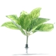 Bello Plant - Chinese Evergreen - roślina XL do obrazów 3D-1901224