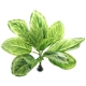 Bello Plant - Chinese Evergreen - roślina XL do obrazów 3D-1901225