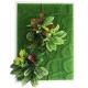 Bello Plant - Chinese Evergreen - roślina XL do obrazów 3D-1901227
