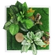 Bello Plant - Chinese Evergreen - roślina XL do obrazów 3D-1901228