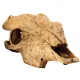 EXO TERRA Buffalo Skull (czaszka bawoła)-1903305