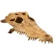 EXO TERRA Crocodile Skull (czaszka krokodyla)-1903322