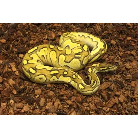 Komodo Coconut Terrain - podłoże kokosowe 6l-1910052