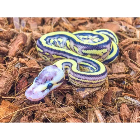 Komodo Coconut Terrain - podłoże kokosowe 6l-1910053