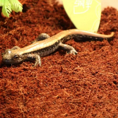 Komodo Rainforest Substrate 6l - podłoże tropikalne-1910340