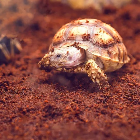 Komodo Rainforest Substrate 6l - podłoże tropikalne-1910343