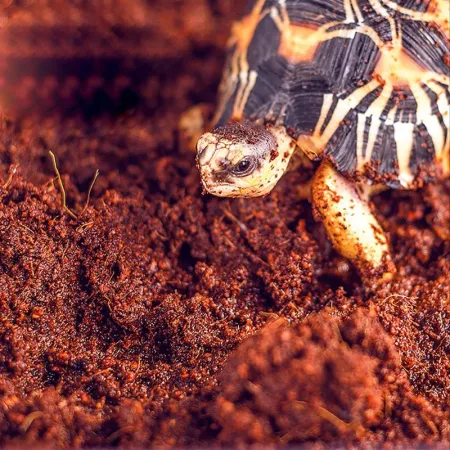 Komodo Rainforest Substrate 6l - podłoże tropikalne-1910344