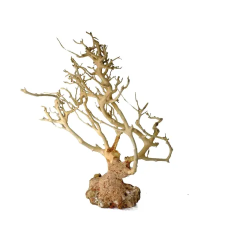 Korzeń dekoracyjny Drift Wood-1910528