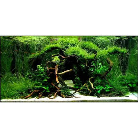 Korzeń dekoracyjny Drift Wood-1910531