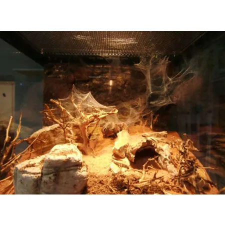 Korzeń dekoracyjny Drift Wood-1910532