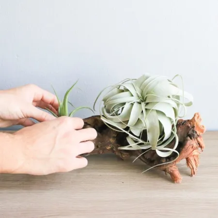 Korzeń Mopani 1kg-1910549