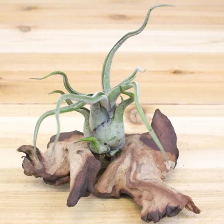 Korzeń Mopani 1kg-1910550