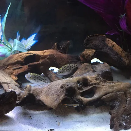 Korzeń Mopani 1kg-1910554