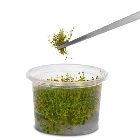 Kruger Meier Pflanzenpinzette Einfache - pęseta prosta 30cm-1910891