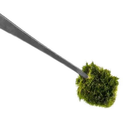 Kruger Meier Pflanzenpinzette Einfache - pęseta prosta 30cm-1910892