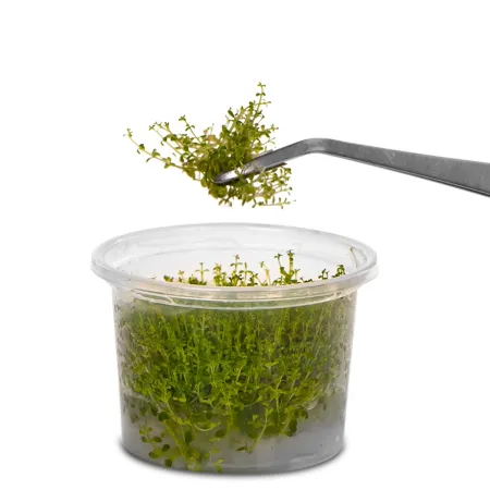 Kruger Meier Pflanzenpinzette Verbogen - pęseta zagięta 25cm-1910925