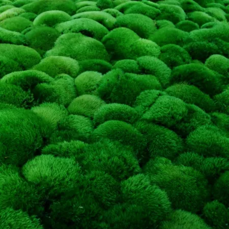 Natural Forest Moss - prawdziwy mech ciemna zieleń-1911935