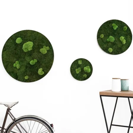 Natural Forest Moss - prawdziwy mech naturalna zieleń-1911947