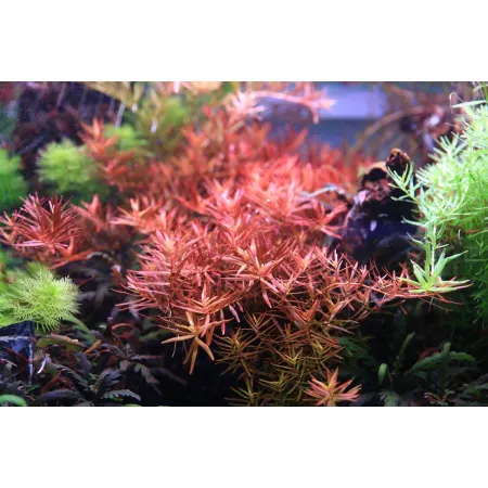 Neo Tabs Plant Fe- tabletki nawozowe żelazo-1913039