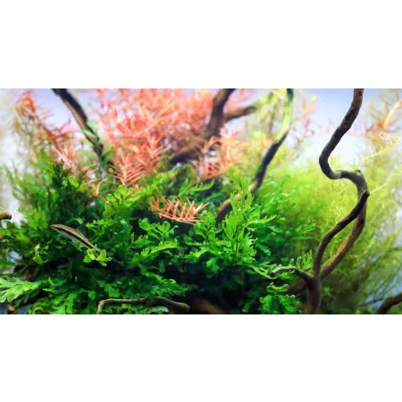 Neo Tabs Plant Fe- tabletki nawozowe żelazo-1913041