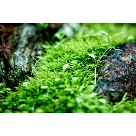 Neo Tabs Plant K - tabletki nawozowe potas-1913046