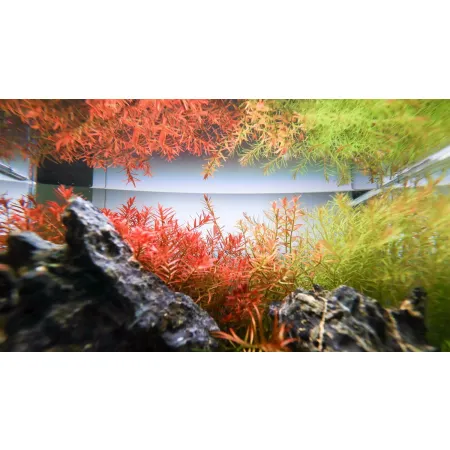 Neo Tabs Plant K - tabletki nawozowe potas-1913048