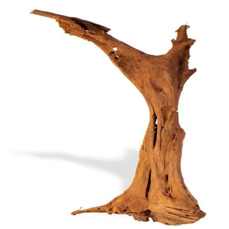 Philippines Classic Driftwood - drzewo mangrowca z wody M 25cm - 30cm-1914213