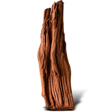 Philippines Classic Driftwood - drzewo mangrowca z wody XXS ok.10cm-1914268