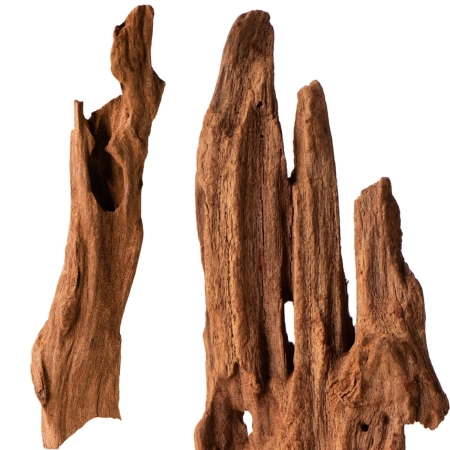 Philippines Classic Driftwood - drzewo mangrowca z wody XXS ok.10cm-1914275