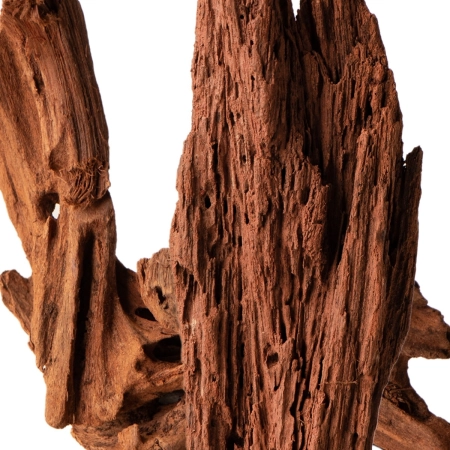 Philippines Classic Driftwood - drzewo mangrowca z wody XXS ok.10cm-1914276
