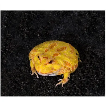 Repti-Zoo Ceratophrys Mud 600g - podłoże dla żab rogatych-1914906